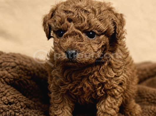 Toy Poodle Yavrularımız - Ev Uretimi A Kalite görsel