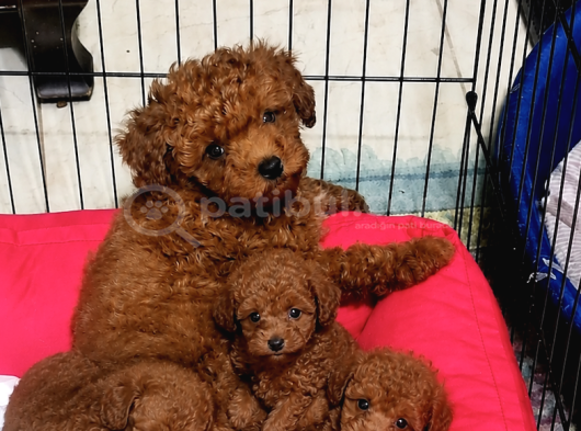 Toy Poodle Yavrularımız - Ev Uretimi A Kalite görsel