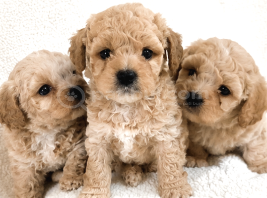 maltipoo Yavrular - Ev Üretimi A Kalite
