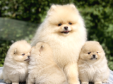 Pomeranian Boo Yavrularımız - Ev Üretimi A Kalite