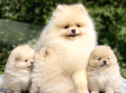 Pomeranian Boo Yavrularımız - Ev Üretimi A Kalite görsel