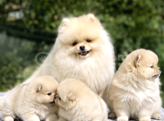 Pomeranian Boo Yavrularımız - Ev Üretimi A Kalite görsel