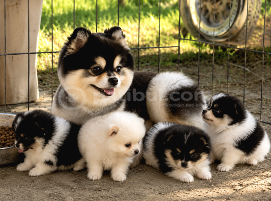 Pomeranian Boo Yavrularımız - Ev Üretimi A Kalite görsel