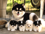 Pomeranian Boo Yavrularımız - Ev Üretimi A Kalite