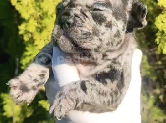 Blue White French Bulldog Yavrularımız - Ev Üretimi A Kalite görsel