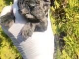 Blue White French Bulldog Yavrularımız - Ev Üretimi A Kalite