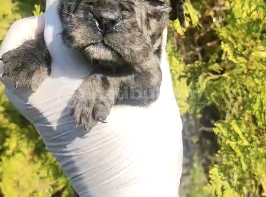 Blue White French Bulldog Yavrularımız - Ev Üretimi A Kalite görsel