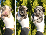 Blue White French Bulldog Yavrularımız - Ev Üretimi A Kalite