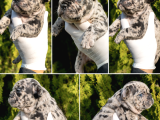 Blue White French Bulldog Yavrularımız - Ev Üretimi A Kalite