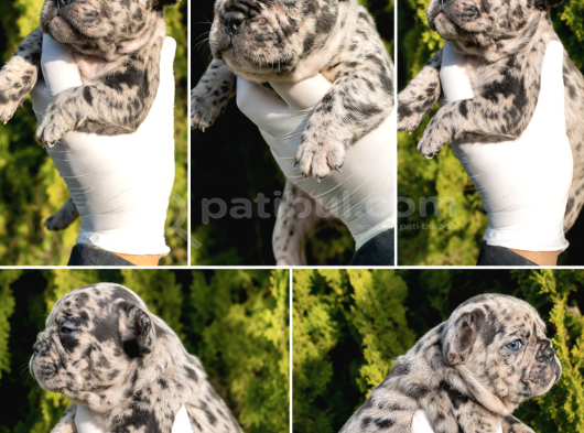 Blue White French Bulldog Yavrularımız - Ev Üretimi A Kalite görsel