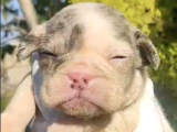 Blue White French Bulldog Yavrularımız - ev Üretimi A Kalite