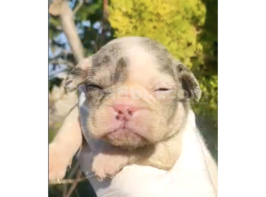 Blue White French Bulldog Yavrularımız - Ev Üretimi A Kalite