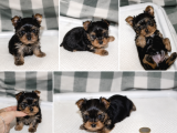 Yorkshire Terrier Yavrularımız - Ev Üretimi A Kalite