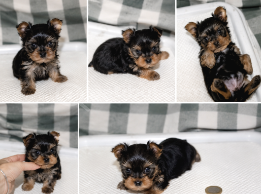 Yorkshire Terrier Yavrularımız - Ev Üretimi A Kalite görsel