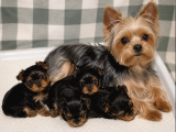 Yorkshire Terrier Yavrularımız - Ev Üretimi A Kalite