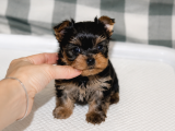 Yorkshire Terrier Yavrularımız - Ev Üretimi A Kalite