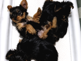 Yorkshire Terrier Yavrularımız - Ev Üretimi A Kalite