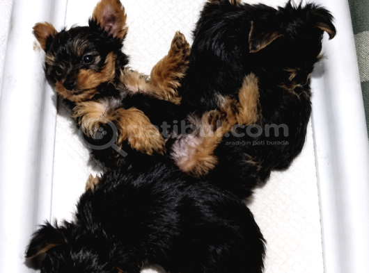 Yorkshire Terrier Yavrularımız - Ev Üretimi A Kalite görsel