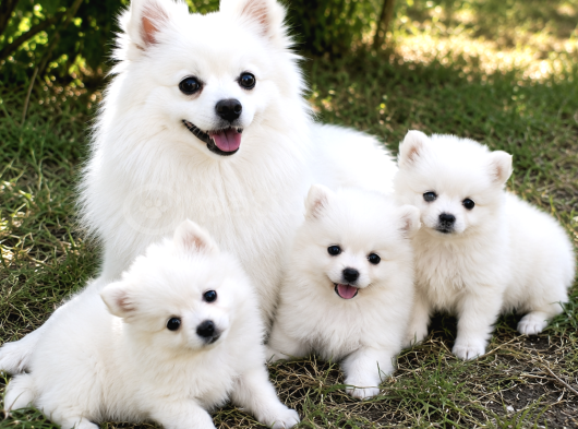 Pomerian Spitz - Ev Üretimi A Kalite görsel