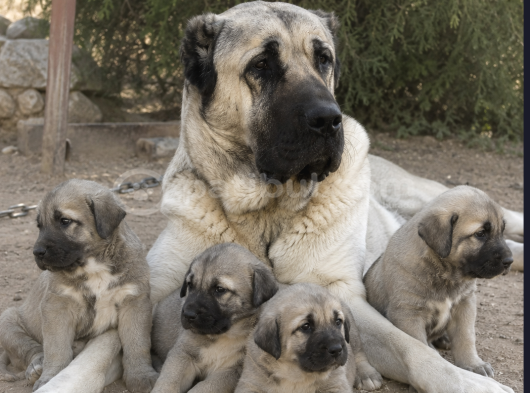 Kangal Koca Kafa - Saf Kan Yavrular