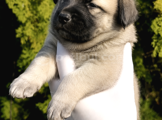 Kangal Koca Kafa - Saf Kan Yavrular görsel