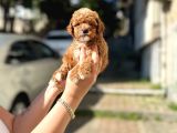 A Kalite Maltipoo Yavrular
