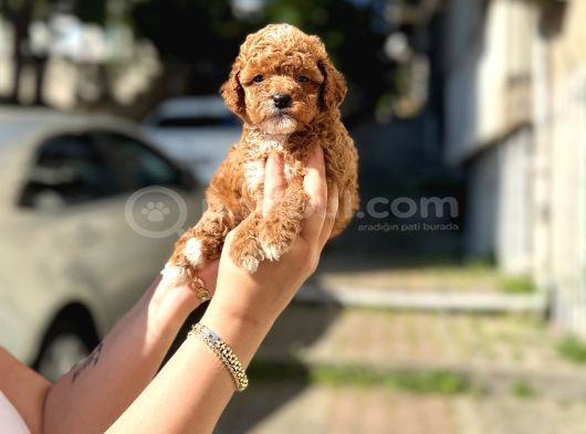 A Kalite Maltipoo Yavrular görsel