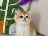 Full Şeçereli Kusursuz British Shorthair Yavrular