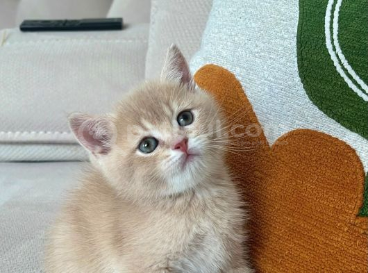 Güzeller Güzeli British Shorthair Yavrularımız görsel