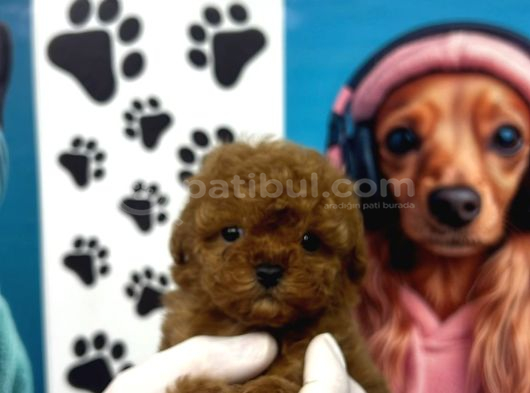 A kalitee teacup poodle yavrular