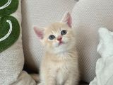 Güzeller Güzeli British Shorthair Yavrularımız