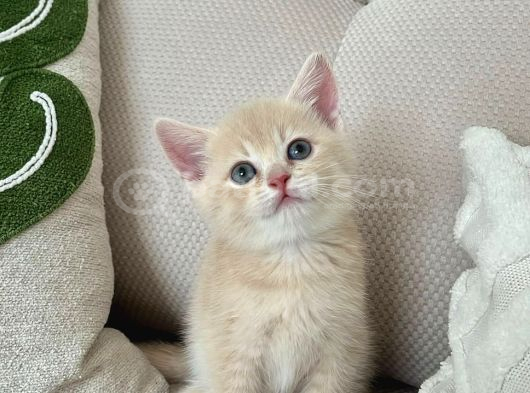 Güzeller Güzeli British Shorthair Yavrularımız görsel