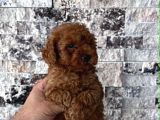 Bi̇blo Güzelli̇ği̇ne Sahi̇p Muhteşem Toy Poodle Yavrular