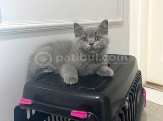 Mükemmel güzellikte british shorthair yavrumuz