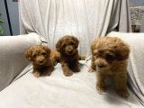 Baba saf poodle Erkek yavrularimiz