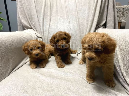 Baba saf poodle Erkek yavrularimiz