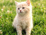 British Shorthair  Bebekler Ankara Yenimahalle