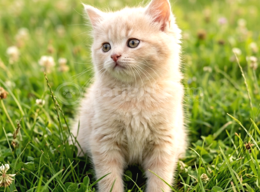 British Shorthair  Bebekler Ankara Yenimahalle görsel