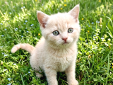 British Shorthair  Bebekler Ankara Yenimahalle