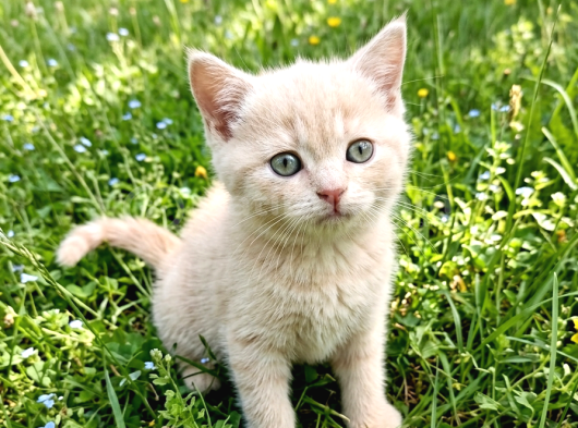 British Shorthair  Bebekler Ankara Yenimahalle görsel