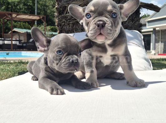 French Bulldog Yavruları Sizleri Bekliyor görsel