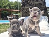French Bulldog Yavruları Sizleri Bekliyor