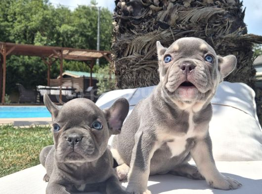 French Bulldog Yavruları Sizleri Bekliyor