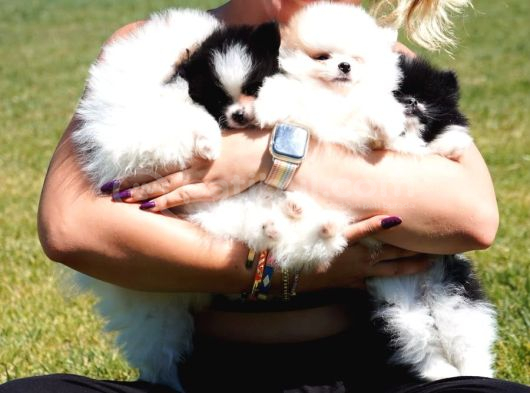 French Bulldog Yavruları Sizleri Bekliyor