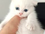 Bal Suratlı Ponçikler Teslime Hazır