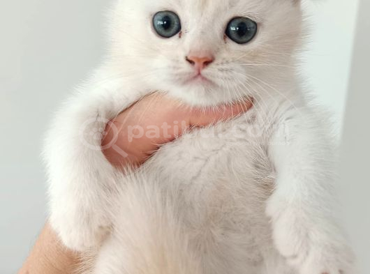 Bal Suratlı Ponçikler Teslime Hazır görsel