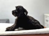 Minyatür Schnauzer Bebekler