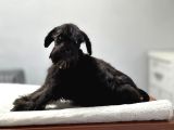 Minyatür Schnauzer Bebekler