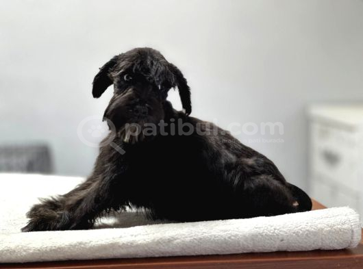 Minyatür Schnauzer Bebekler görsel