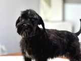 Minyatür Schnauzer Bebekler